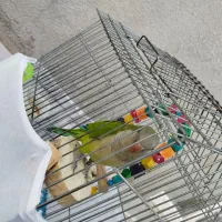 یک عدد طوطی سبز گم شده