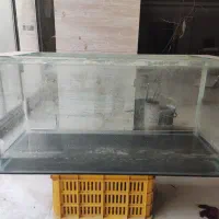 آکواریوم و ماهی کوی