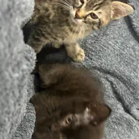 واگذاری|گربه|گرگان, |دیوار