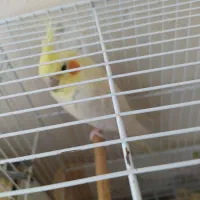جوجه عروس هلندی گم شده 2ساعت است
