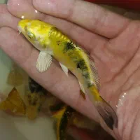 ماهی کوی باله بلند و کوتاه ، گلدفیش ، قرمز مولد