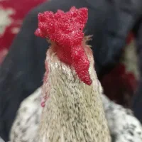 فروش خروس چهل تاج