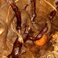 تابلو دستساز تمام چوب|صنایع دستی و سایر لوازم تزئینی|تهران, سازمان آب|دیوار