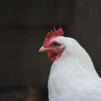 مرغ و خروس خونی همراه ذبح رایگان در محل شما