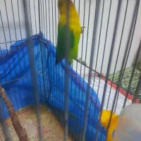 کوتوله برزیلی|پرنده|فریدونشهر, |دیوار