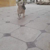 فروش سگ نژاد دار اصل|سگ|بم, |دیوار