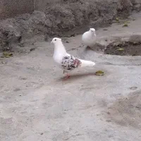 کبوتر پرنده