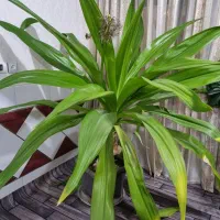 گل اشک ملکه