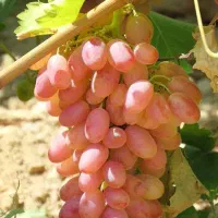 انگور شاهرودی