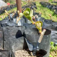 فروش کیوی کیوی قلم شده