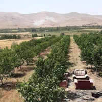 باغ-مثمر-دارای-سند-5000-هزار-متر