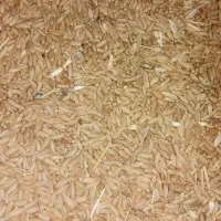 گندم بوجاری نشده مناسب بذر و