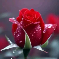 صندوق خانگی 300ملیونی با قسط ماهی 20