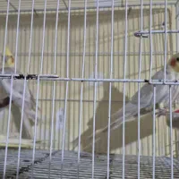 طوطی عروس و مرغ عشق