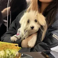 سگ آپارتمانی