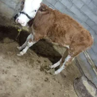 گوساله المانی درسوسنگرد|حیوانات مزرعه|اهواز, مجاهد|دیوار