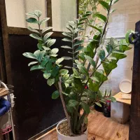 گل و گیاه|گل و گیاه طبیعی|ورامین, ورامین|دیوار