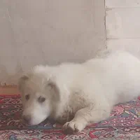 پاکوتاه بازی گوش دستی