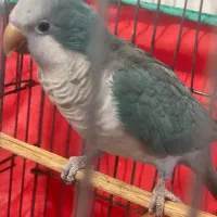 طوطی راحب|پرنده|بندرعباس, |دیوار