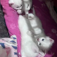 واگذاری گربه