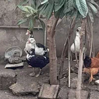 اردک اسراییلی