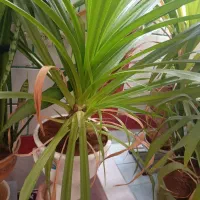 گل بزرگ همراه با گلدان