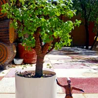 بنسای بونسای بن سای کراسولا خرفه مینیاتورری جید