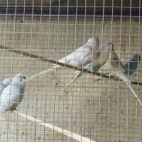 مرغ عشق|پرنده|کردیان, |دیوار