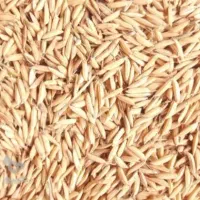 جو هاشمی درجه یک کیلویی ۲۴۰فروش فوری