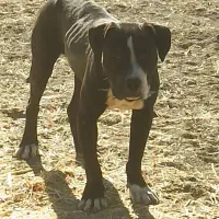 پیتبول اصل|سگ|کرمانشاه, |دیوار