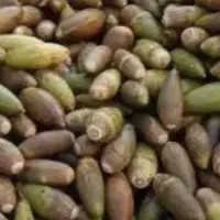 فروش 10000هزار کیسه بلوط