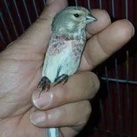 باسلام درود/سهره سینه سرخ نر