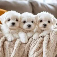 سگ پشمالو شیتزو مالتیز عروسکی سایز صفر|سگ|مشهد, مصلی (کارمندان اول)|دیوار