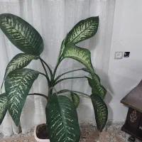 گل های زیبا|گل و گیاه طبیعی|سنقر, |دیوار