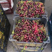 خریدار و اجاره میوه باغ شما گیلاس ،البالو میوه دیه