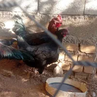 مرغ ویروس رسمی|حیوانات مزرعه|قیدار, |دیوار