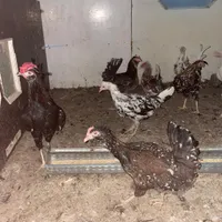مرغ و خروس گلین|حیوانات مزرعه|قم, بیانی|دیوار