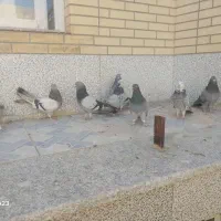 کبوتر اصفهانی اصیل|پرنده|اصفهان, سرشبادران|دیوار