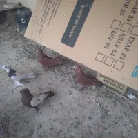 یک جفت کفتر سرخ نره و ماده|پرنده|قم, آزادگان|دیوار