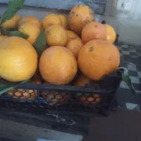 حراج پرتقال