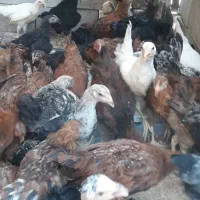 مرغ و خروس ۳. ۴ ماهه کاملا ارگانیک و غیرهرمونی|حیوانات مزرعه|پلدختر, |دیوار