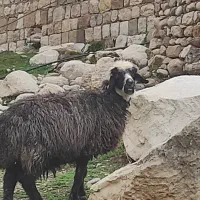 گوسفند آبستن سالم و سرحال