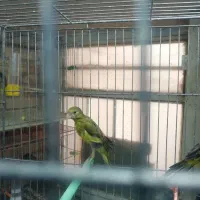 فروش جوجه قناری یکسر