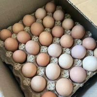 تخم مرغ محلی