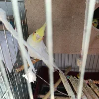 3عدد عروس هلندی