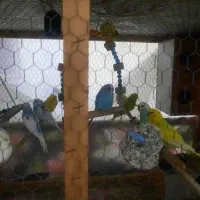 مرغ عشق های رنگابارنگ|پرنده|بابل, |دیوار