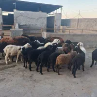 بره، میش، بز، بره شیری و گوسفند فروشی|حیوانات مزرعه|کاشان, خزاق|دیوار