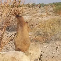 گوشفند فروشی|حیوانات مزرعه|عنبرآباد, |دیوار