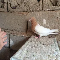 ماده کله زرد،فروشی|پرنده|بم, |دیوار