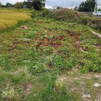 علفتراشی  بریدن درخت وکلیه کارهای  باغبانی|خدمات باغبانی و درختکاری|نوشهر, |دیوار